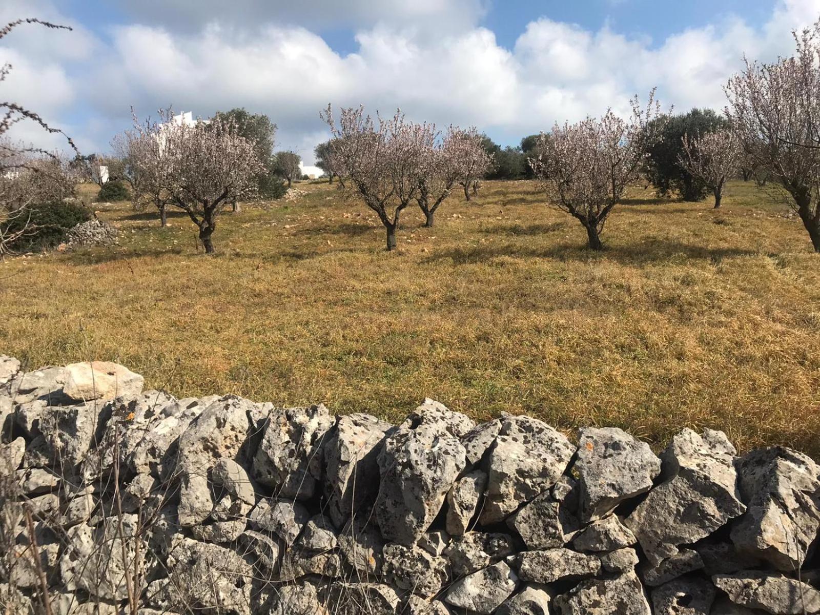 Piccolo Trullo Ostunese Le Jardin De Sophie' 奥斯图尼 外观 照片